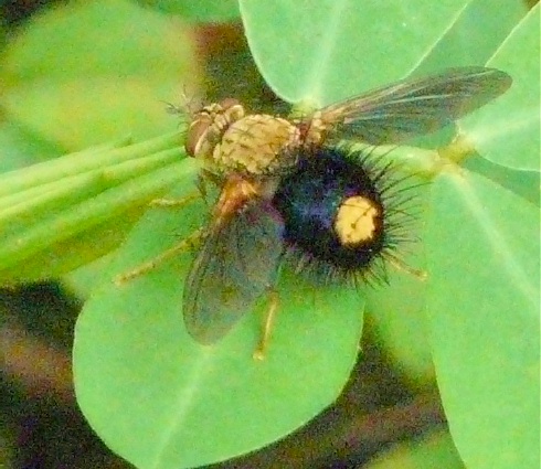 fly-with-spot-on-butt-shrunken