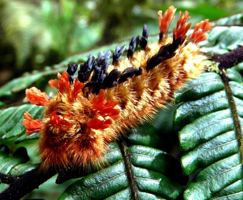 red-orange-blk-caterpillar-shrunken