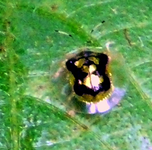 transparent-skirted-beetle-sized