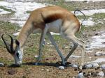 Springbok Taking A Dump
