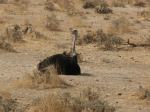 Male Ostrich Sitting