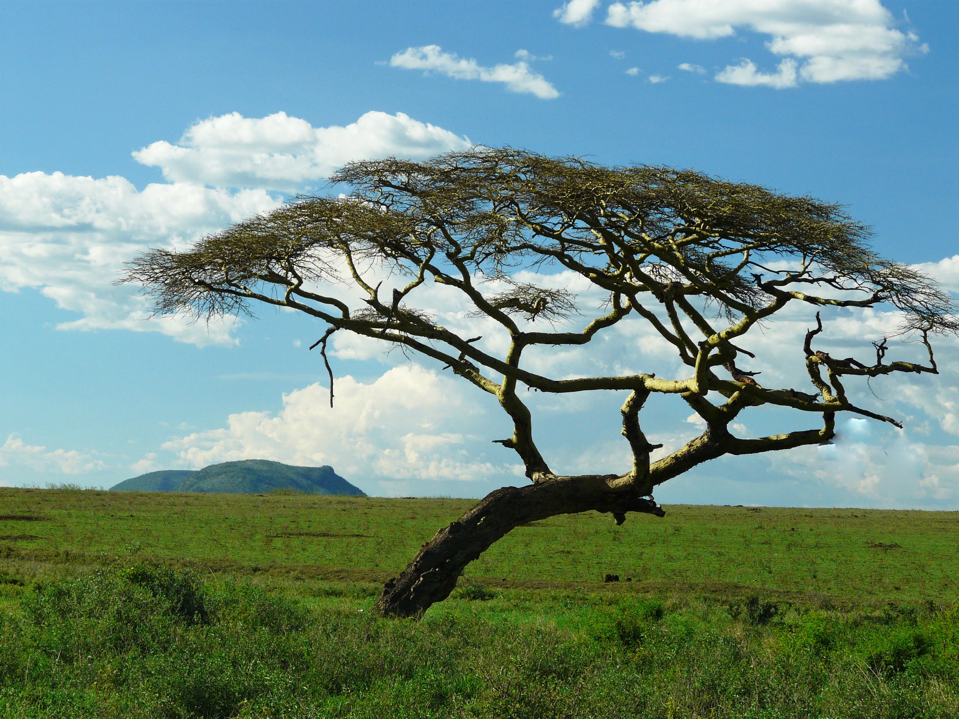 Scattered Acacia Trees, Kenya, Africa загрузить